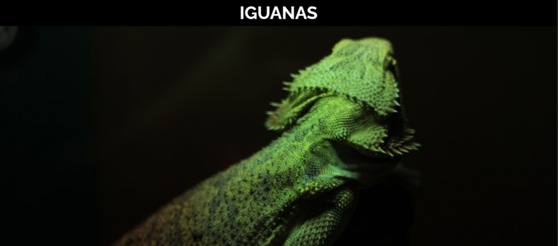 Previsualización de proyecto de landing page de web de iguanas